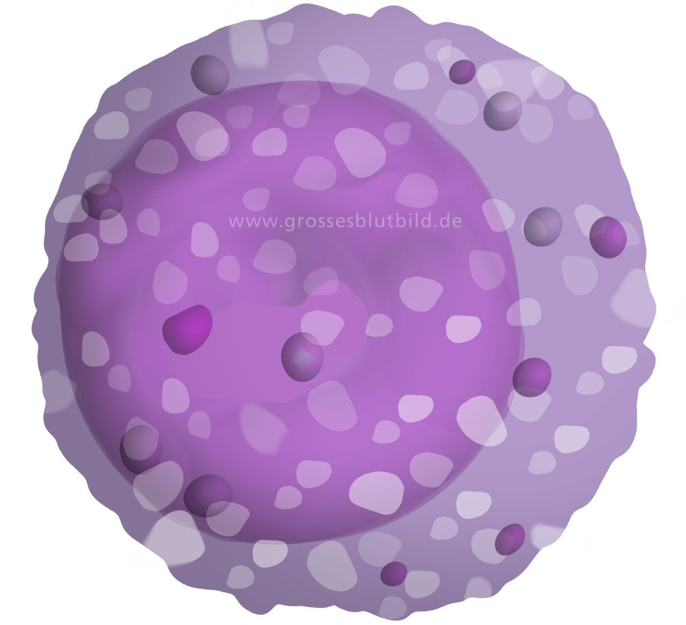 Lymphozyt Lymphozyt