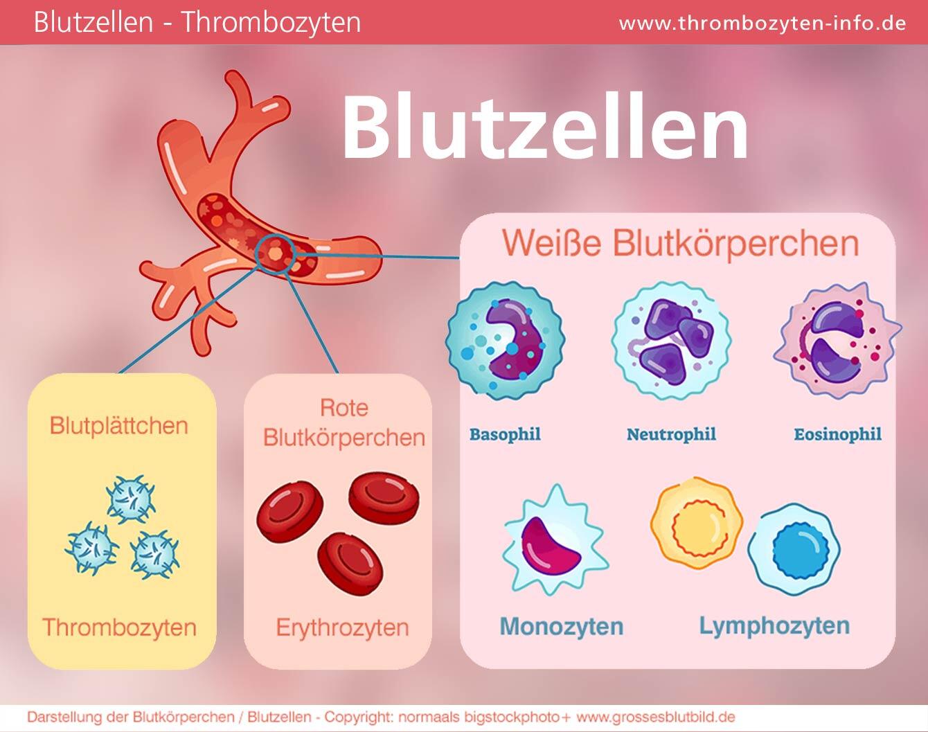 Thrombozyten und Blutzellen