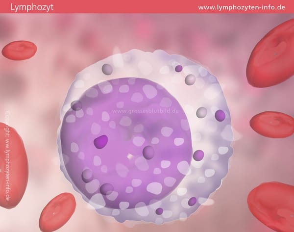 T-Lymphozyten