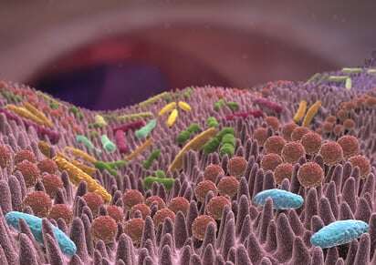 Lymphozyten in der Darmschleimhaut