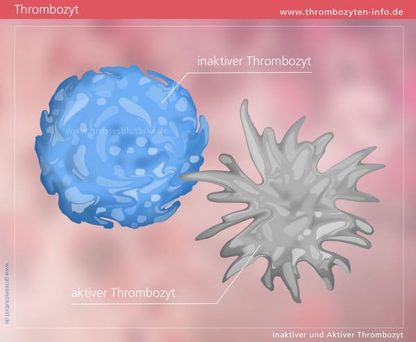 Thrombozyten Erkrankungen